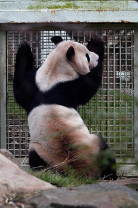 Yang Guang looking into Tian Tian's enclosure at Edinburgh zoo.
