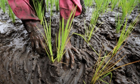 The death of an Indonesian farmer has raised concerns about corporate behavior in one of the least regulated markets in the world.