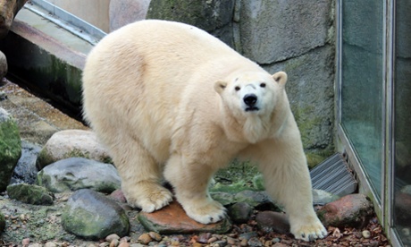 Victoria the polar bear, who arrived at her new home in the Highland Wildlife Park this week doubtless unaware of election fever gripping the land