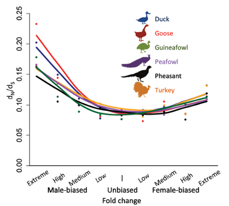 Graph of bird species vs polymorphisms