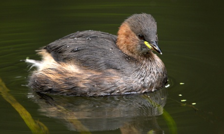 A little grebe (tachybaptus ruficollis) in the Scottish Highlands.