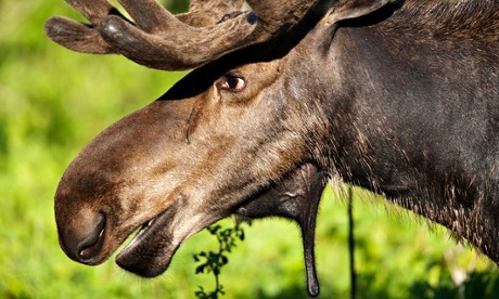 Bull Moose (Alces alces) watching ahead. Gaspesie National Park, Quebec, Canada