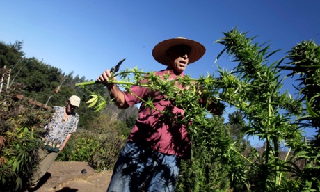 Mike Corral cuts branches from a marijuana plant as he prepares a harvest in Davenport, California. Marijuana farming can be challenging to regulate, due to its tenuous legal status.