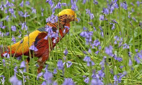A golden pheasant walks among bluebells at Kew Gardens in west London.