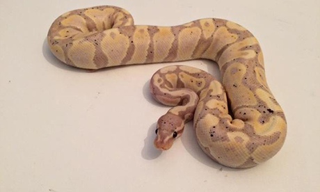 Snakes stolen in St Helens