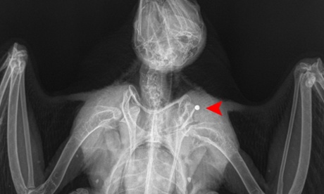 Peregrine falcon shot at Wildlife Trust offices in Belper, Derbyshire