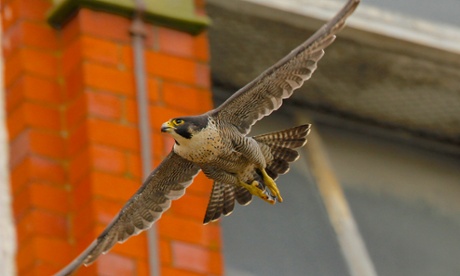 The Belper peregrine falcon in flight, before it was shot and killed
