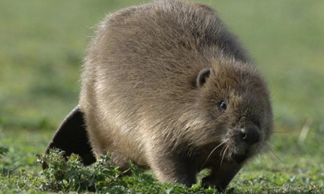 Beaver