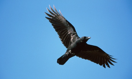 Carrion crow, Corvus corone.