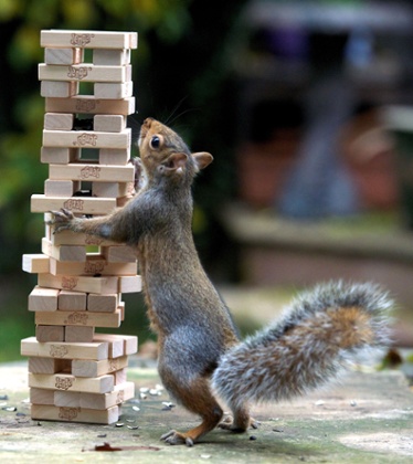 A squirrel gets in on the action.