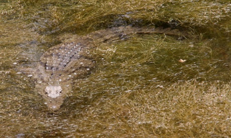 Sifis the crocodile was discovered living in a reservoir south of Rethymnon, Crete.