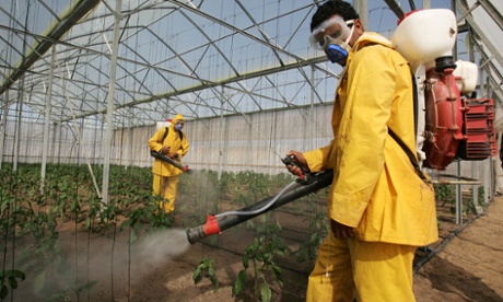 The study asked men about their consumption of fruit and vegetables known to have high pesticide residues.