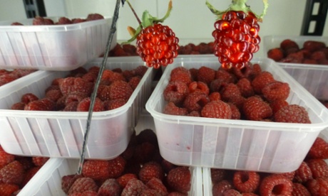 Local raspberries at Christmas Hills Raspberry Farm & Cafe.