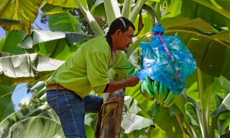Worker wraps bananas in plastic to stop damage from insects 