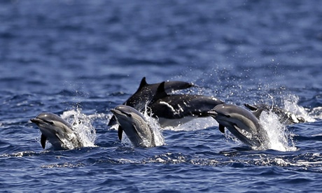 San Diego Whale Watching