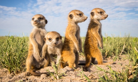 Tech journalists hunt in herds, but was their Meerkat enthusiasm misplaced?