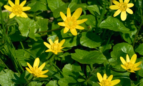 The lesser celandines can erupt in sudden brassy flashes. 