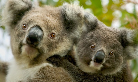 Koalas