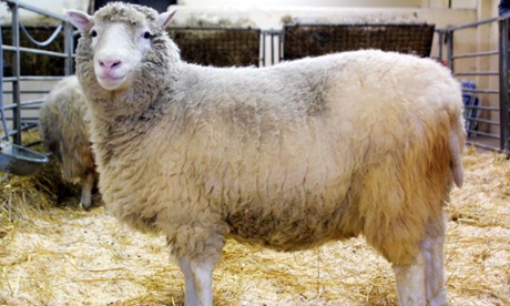 Dolly the sheep.