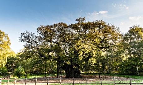 Nottinghamshire's Major oak, where Robin Hood may have sheltered.
