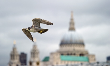 Peregrine Falcon in London (with Saint Paul in background)