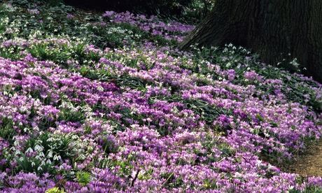 RHS Wisley Surrey - drift of Crocus tommasinianus and snowdrops