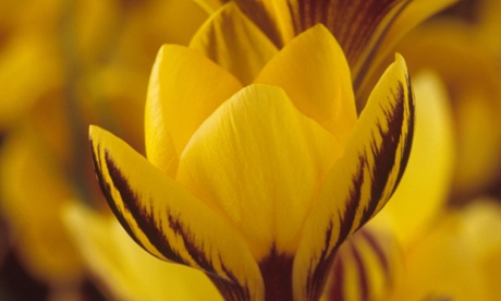 Bright yellow ‘Gipsy Girl’ with liquorice stripes.