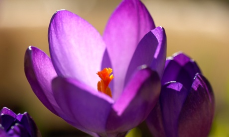 A 'Ruby Giant' with its violet-mauve petals