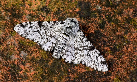 Peppered moth Bliston betularia at rest on leaf potton bedfordshire.