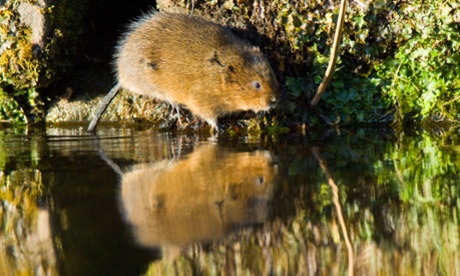Water vole, Arvicola terrestris, on an urban canal bank in Derbyshire, England.