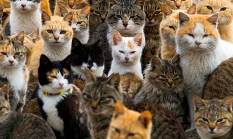 And what were you doing while Boko Haram posted a video of an execution? You were making memes out of a weasel riding on the back of a woodpecker.'