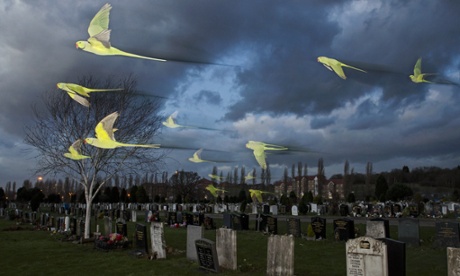 Ring-necked parakeets on their way to roost in London.