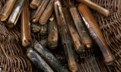 razor clams