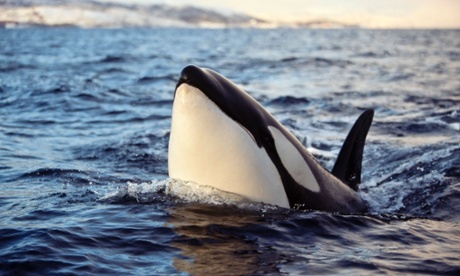 Female killer whale 