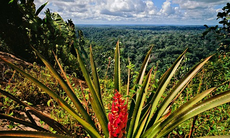Pitcairnia Cremersii in bloom overlooking canopy