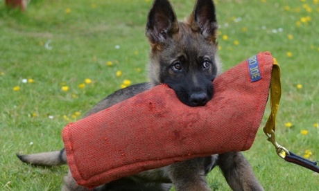 LA (Little Asskicker) daughter of top police dog UK 2 yrs in a row, now in Edinburgh training for IPO competitions.