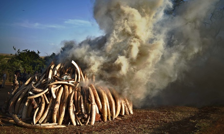 A burning pile of 15 tonnes of elephant ivory seized in Kenya. Photograph: Carl de Souza/AFP/Getty I