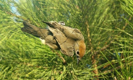 Female blackcap caught in net, Cyprus