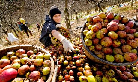 A traditional cider orchard in Devon