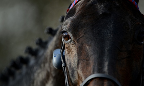 Sprinter Sacre after his victory in the 2013 Queen Mother Champion Chase