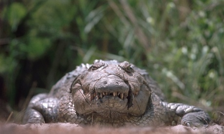 A female Nile crocodile sits on the warm sand guarding her nest of eggs.ProtectingInteractionsFemalesHeadsNile crocodilesCrocodilesCrocodylidaeCrocodiliansReptilesVertebratesChordatesCrocodylus niloticusCountriescountryRiversNestsAnimal dwellingsBotswanaAfricaAnimals