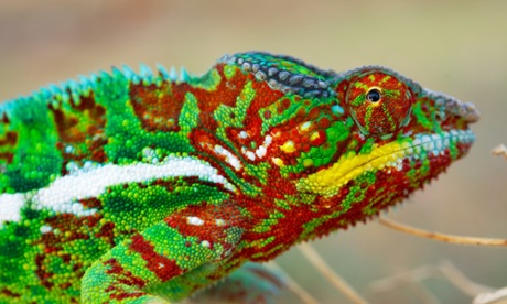A panther chameleon in its relaxed state.