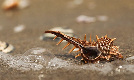 murex (Bolinus brandaris)