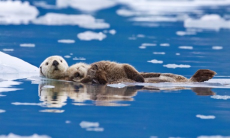 A mother sea otter with a baby on her chest in Alaska.