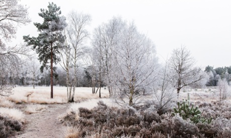 Horsell Common in winter.
