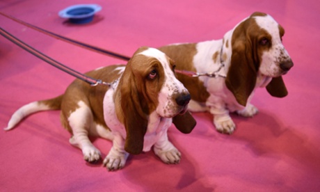 Basset hounds at Crufts.