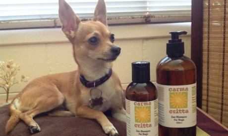 Andrea Flanaghan’s dog Lila, a two year-old Chihuahua-Mini Foxie cross, is washed with palm oil free shampoo.