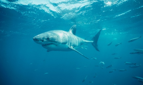 Five people die from shark attacks every year.