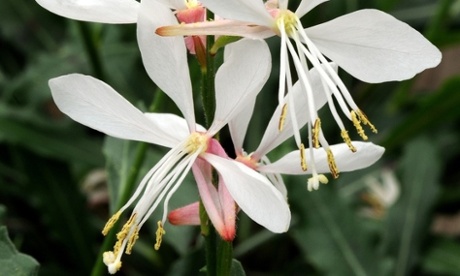 gaura sparkle white
