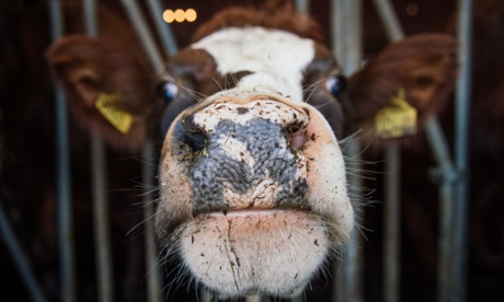 A cow on a dairy farm.